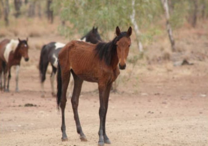 Een uitgehonderd paard in de outback.