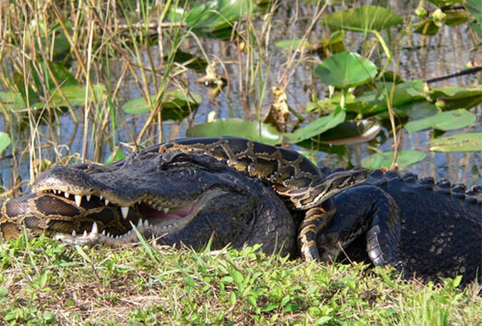 De alligators van Florida krijgen het aan de stok met de ingeweken pythons.