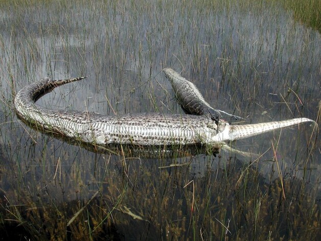 Een python heeft een hele alligator opgeslokt, maar kon zijn prooi niet verteren en stierf.