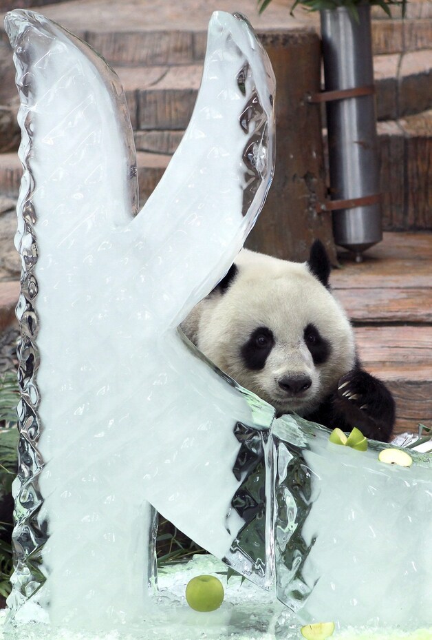 Lin Ping kreeg nog een heerlijke fruitmaaltijd, gekoeld op een ijssculptuur, alvorens naar China te vertrekken.