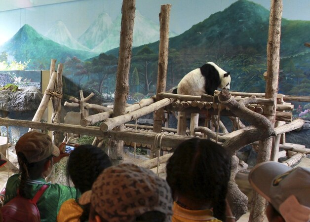 De vierjarige reuzenpanda was een ware ster in Thailand.