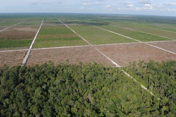 In Indonesië wordt er massaal ontbost om plaats te maken voor gigantische palmolieplantages.