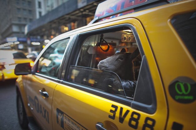 Wanneer omstaanders plots een geitenkop uit de taxi zien piepen, kijken ze massaal op.