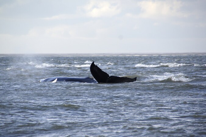 De walvis op de zandbank.