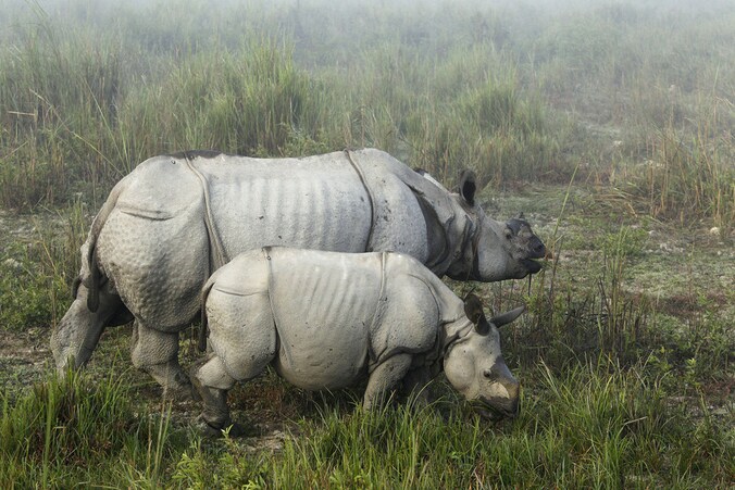 Twee neushoorns in het Indiase Kaziranga National Park.