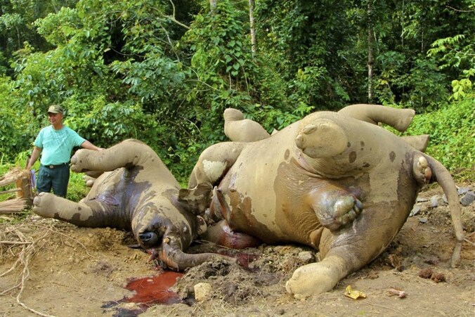 De laatste weken zijn op het Maleisische deel van het eiland Borneo al tientallen olifanten dood teruggevonden. (Archieffoto)