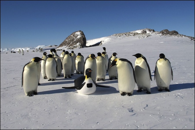 Archiefbeeld Antarctica