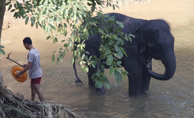 Een olifant neemt een bad in Thailand.