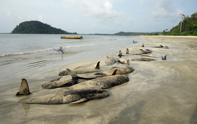 De aangespoelde grienden op Noord-Andaman.