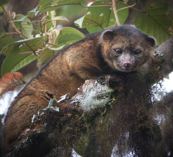 Een Olinguito