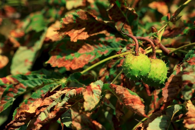 De stijgende temperatuur zal een ingrijpende invloed hebben op het bladerdak overal ter wereld