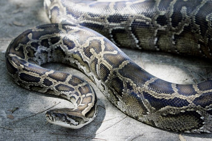 Python. Archiefbeeld.
