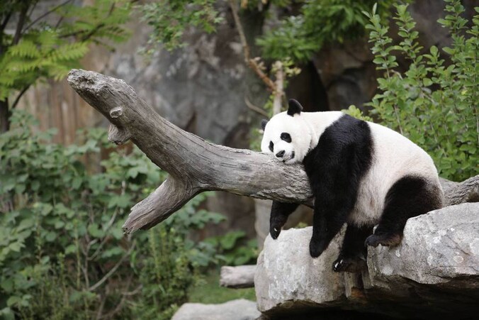 Moederpanda Mei Xiang