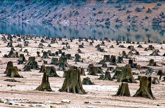 Het was ooit een groene long in Oregon.