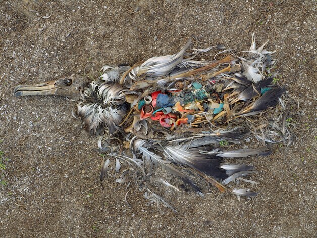 Laat deze dode albatros een extra motivatie zijn om beter te recycleren.