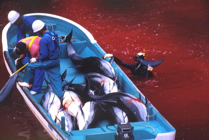 Een archiefbeeld van oktober vorig jaar toont Japanse vissers in een boot vol geslachte dolfijnen.