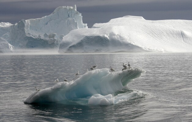 Meeuwen houden halt op een ijsberg in een fjord bij Ilulissat.