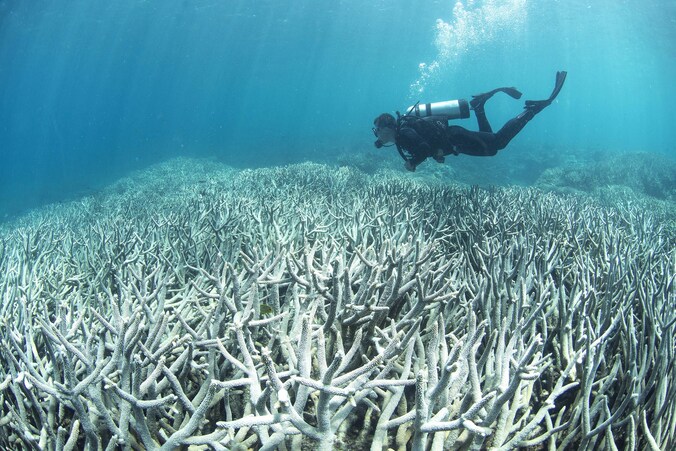 Verbleekte koralen in het Great Barrier Reef.