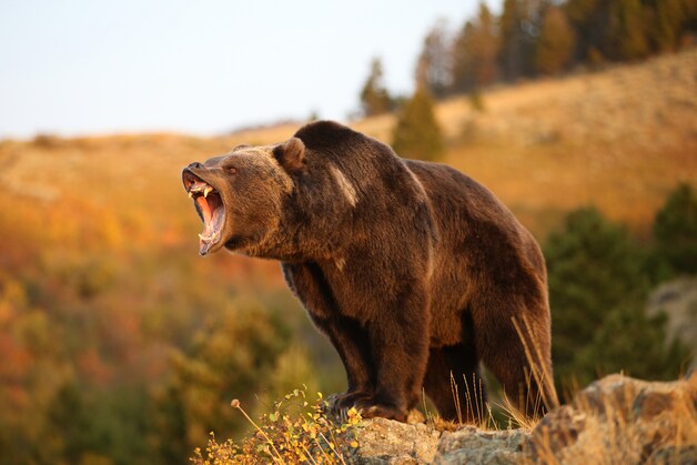 Grizzlybeer.