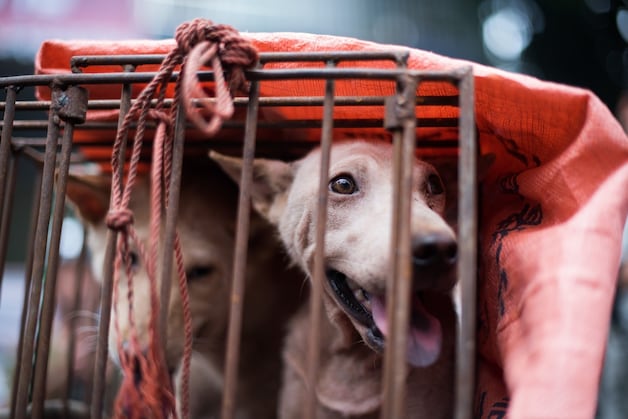 Een hond in Yulin wacht in een klein kooitje totdat iemand komt kopen voor het diner.