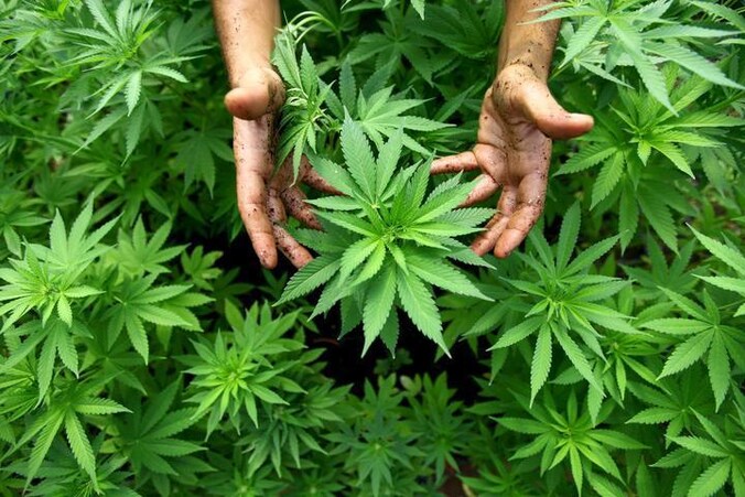 Van de 30 proefpersonen opteerden 22 ervoor hun traditionele medicatie te vervangen door medicinale cannabis.