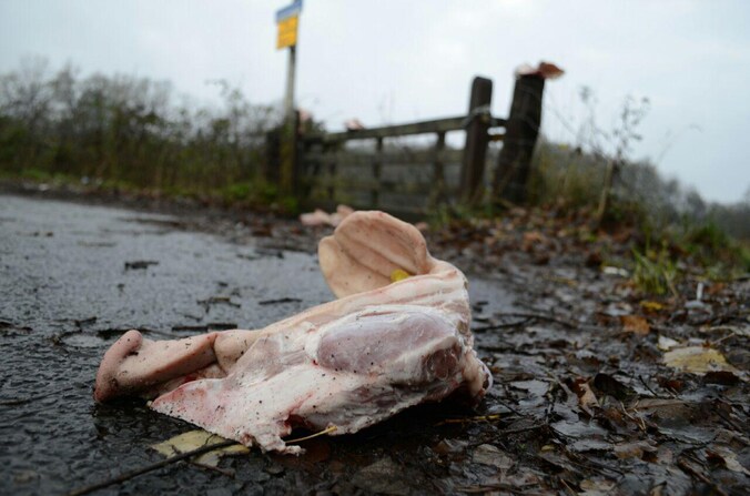 Onbekenden lieten in november 2015 een varkenskop achter op een plek waar een asielzoekerscentrum was gepland, nabij de Nederlandse stad Enschede.