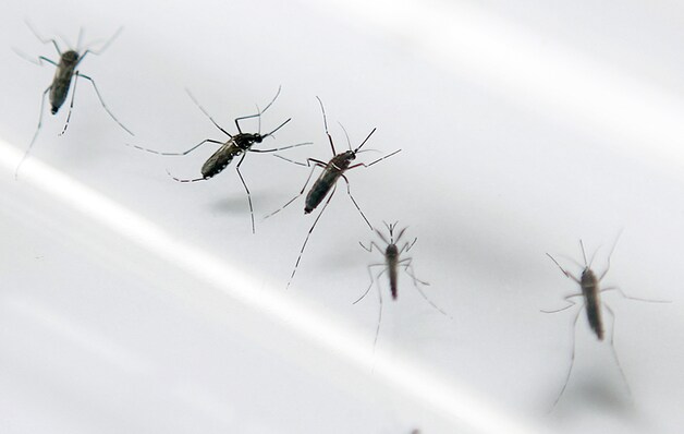 Het virus wordt verspreid door de mug 'aedes aegypti'.