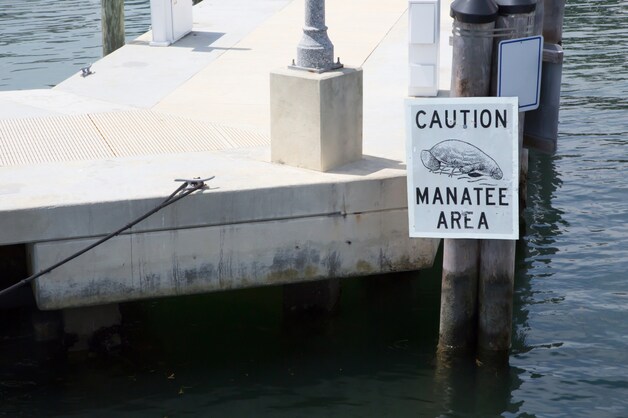 In Florida wordt er goed gezorgd voor de zeekoe