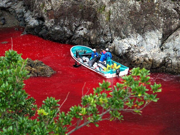 Door het leegbloeden van de dolfijnen kleurt het water in de Taiji-baai rood.