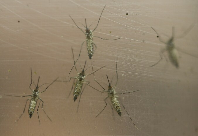 Het Zika-virus wordt overgedragen door een beet van de Tijgermug.