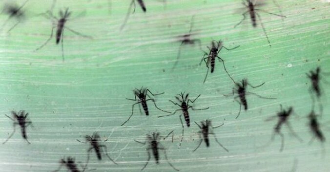 Het zikavirus wordt verspreid door muggen.