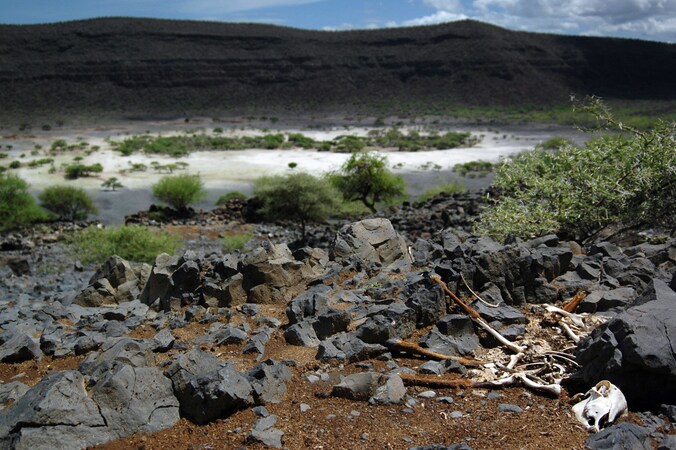 Een beeld van enkele schapenkarkassen in Ethiopië uit 2006.
