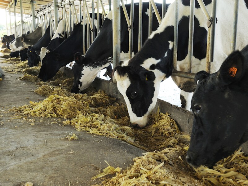 Oregano in veevoeder moet de methaanuitstoot van runderen, verantwoordelijk voor de opwarming van de aarde, met een kwart verminderen.