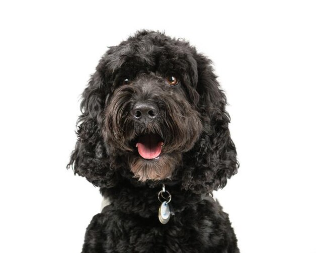 Een Cockapoo: een mix van Cocker Spaniel en een Poedel.