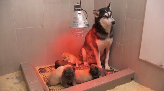 In ons land is helaas de verboden kruising van de Pomsky in opmars. Dit is een kruising tussen een pomeriaan van 3 kg met een husky van 20 kg, wat een soort pluizige mini-husky oplevert.