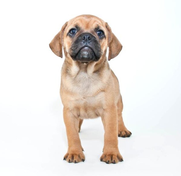 Sylvester Stallone heeft een Puggle: een kruising tussen een mopshond en een beagle.