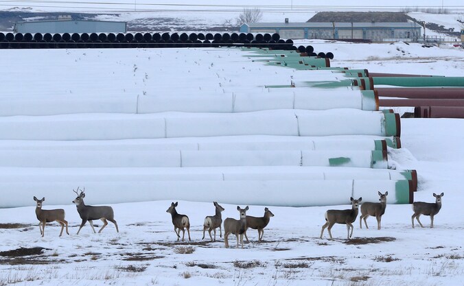 Herten bij een opslagplaats van TransCanada voor pijpleidingen in North Dakota.