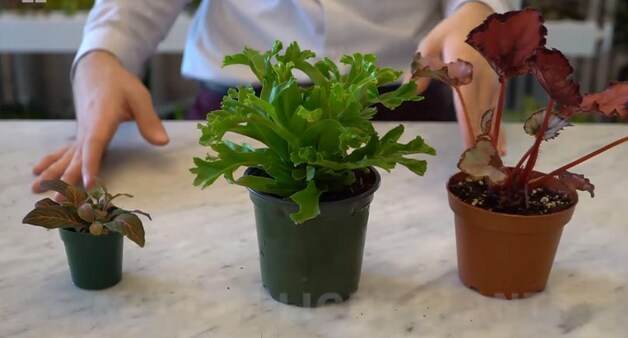 Onder meer begonia's en nerfplanten hebben indirect, middelmatig licht nodig