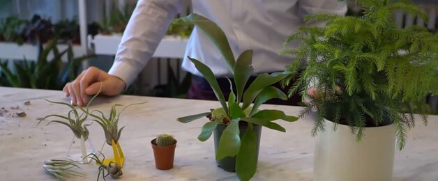 Luchtplantjes, de hertshoornvaarn en ook planten met naalden hebben veel licht nodig