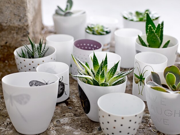 Cactustuintje