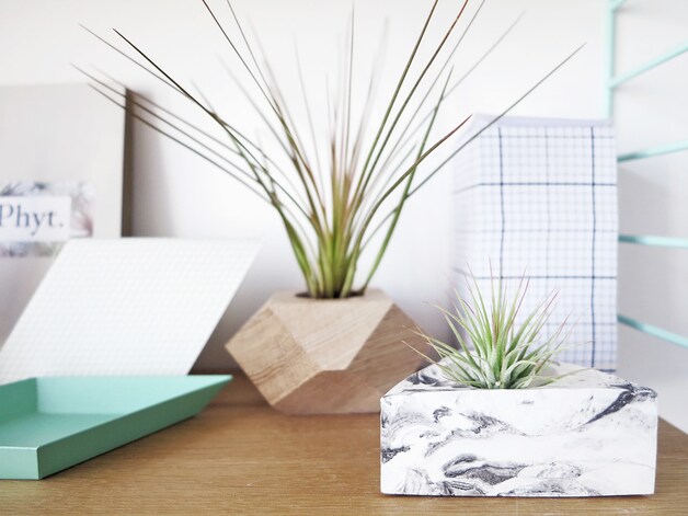 Epifyten ofwel air plants