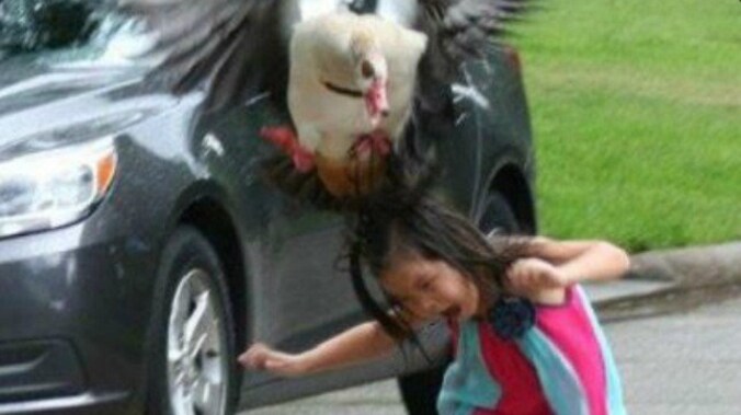 Deze gans laat niet met zich sollen.