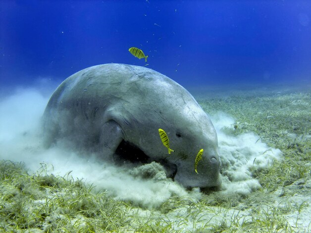 Een Indische zeekoe of doejong.