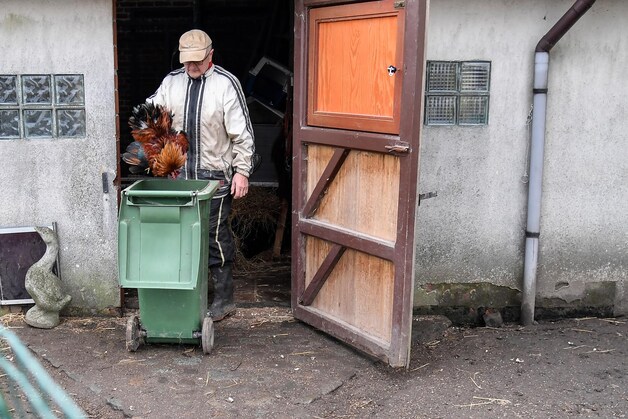 De eigenaar van de kwekerij waar de vogelgriep werd vastgesteld, gooit zijn (zieke) dieren weg.