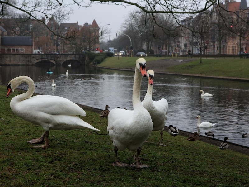 Zwanen zijn terug aan ‘t Stil Ende, nadat blauwalgen hen deden verhuizen