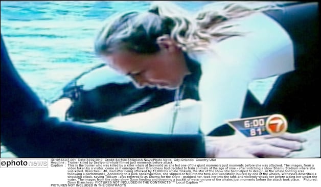 Dawn Brancheau met orka Tilly luttele seconden voor de tragedie.