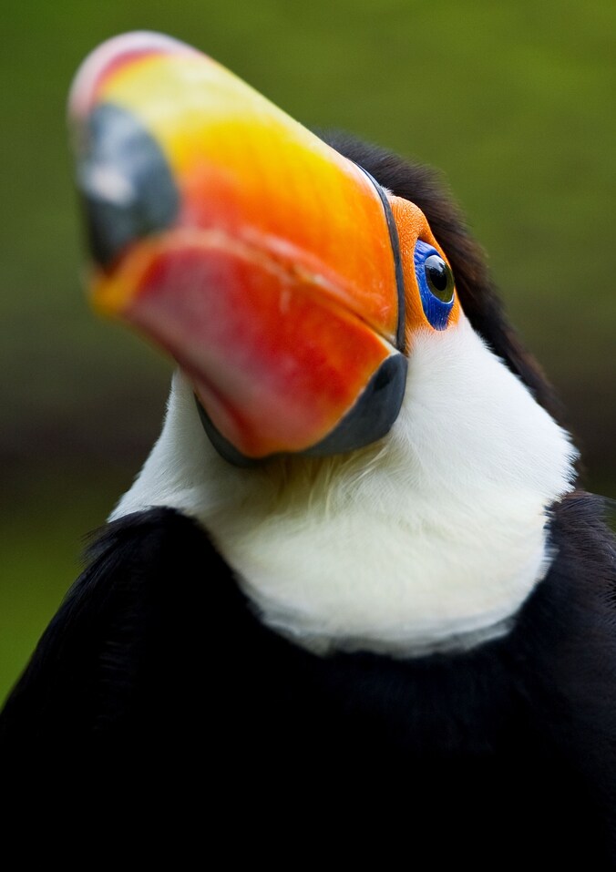 Een toekan (niet de vogel in kwestie).
