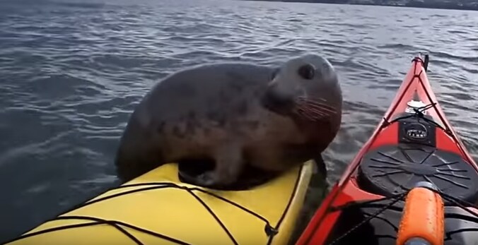 De zeehondenpup wil maar wat graag mee kajakken.