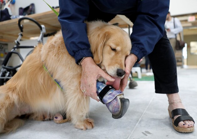 Kenna, een golden retriever van drie jaar, werd geboren zonder voorpoot. Een prothese van Campana moet dat verhelpen.
