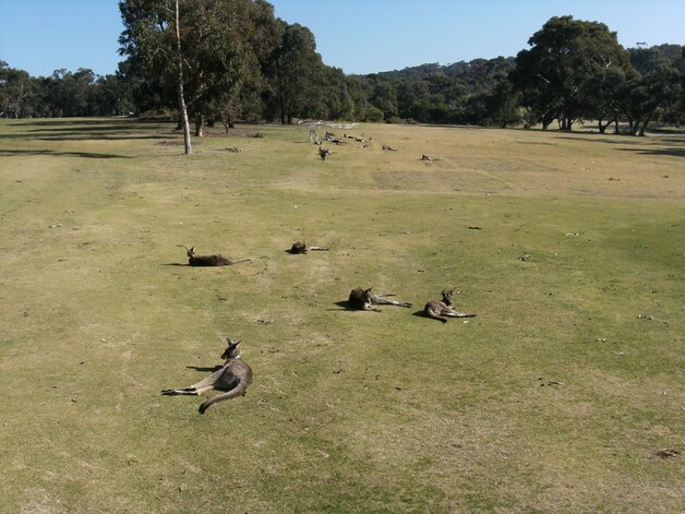 Kangoeroes op Anglesea Golf Course. (foto: sps)